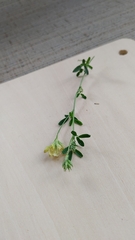 Medicago sativa