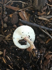 Leucocoprinus cepistipes