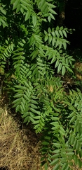 Juglans