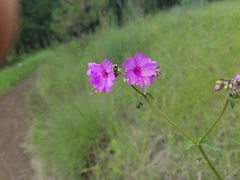 Mirabilis nyctaginea
