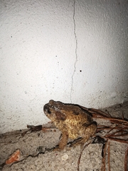 Bufo spinosus