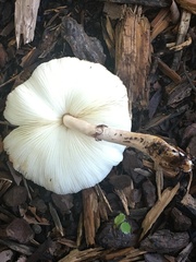Leucocoprinus cepistipes
