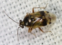 Deraeocoris serenus