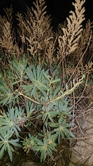 Echium webbii