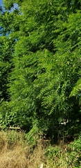 Juglans