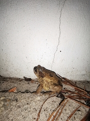 Bufo spinosus
