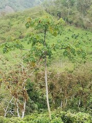 Cecropia obtusifolia