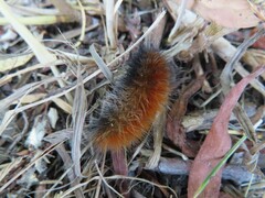 Pyrrharctia isabella