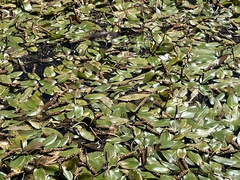 Potamogeton nodosus
