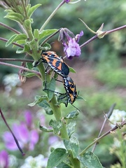 Murgantia histrionica
