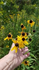 Rudbeckia triloba