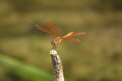 Perithemis domitia