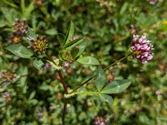 Trifolium variegatum