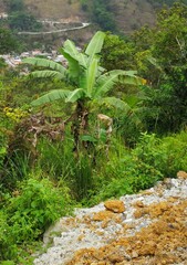 Musa
