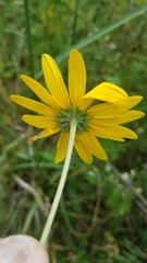Rudbeckia triloba