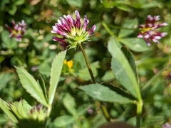 Trifolium variegatum