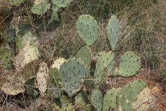 Opuntia lindheimeri