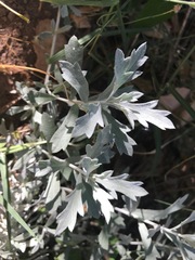 Artemisia ludoviciana