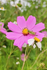 Sphenarium purpurascens