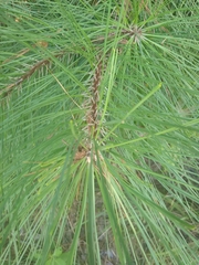Pinus taeda