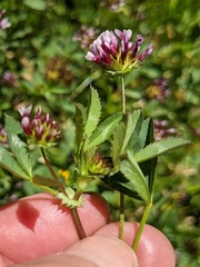 Trifolium variegatum