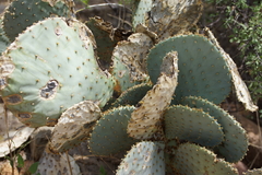 Opuntia santa-rita