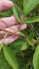 Rudbeckia triloba