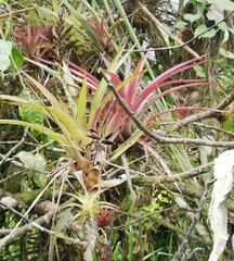 Guzmania monostachia