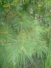 Pinus taeda