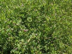 Trifolium variegatum
