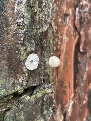 Marasmiineae