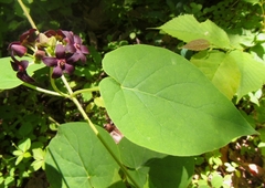 Matelea carolinensis