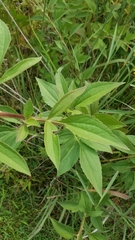 Rudbeckia triloba