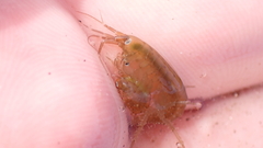 Gammarus