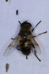 Eristalis tenax