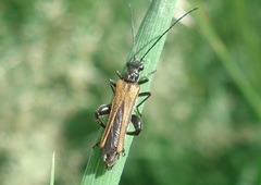 Oedemera femorata