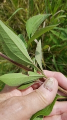 Rudbeckia triloba
