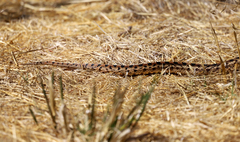 Pituophis catenifer catenifer