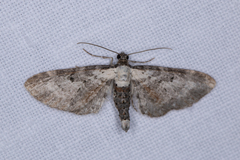 Eupithecia succenturiata