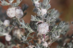 Dissocarpus paradoxus