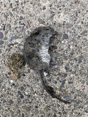 Microtus pennsylvanicus