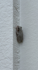 Hyla chrysoscelis