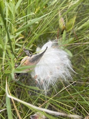 Asclepias