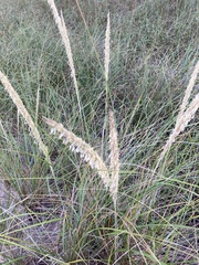 Ammophila breviligulata