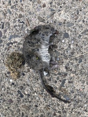 Microtus pennsylvanicus