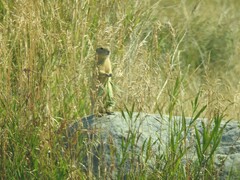 Urocitellus richardsonii