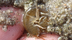 Gammarus
