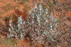 Dissocarpus paradoxus