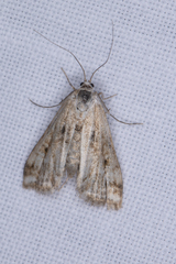 Cataclysta lemnata
