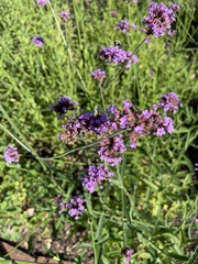 Verbena brasiliensis